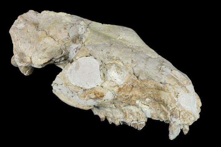 Oreodont (Merycoidodon) Partial Skull - Wyoming #113030